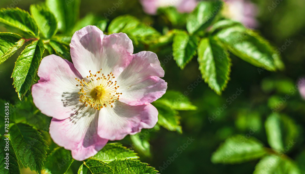 light rose white flower of a wild rose dogrose against a background of green leaves. Free space for text. Greeting card.