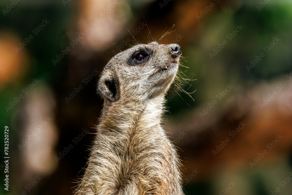 Fototapeta premium Erdmännchen