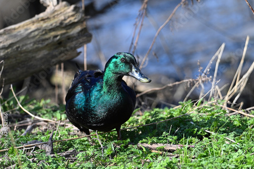 Colorful iridescent Cayuga Duck standing along the shore of a river photo