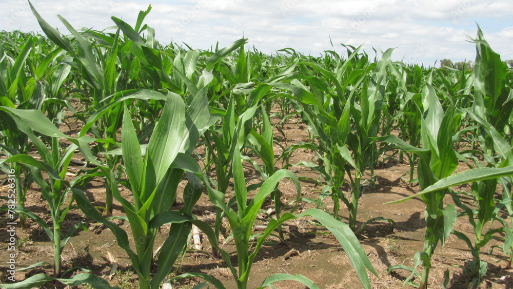 Fototapeta premium field of corn