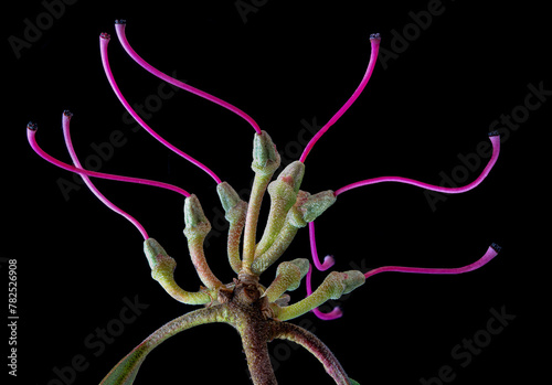 Rhododendron pistils