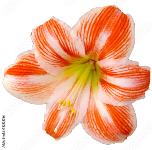 Trimmed amaryllis flower in red and white colors