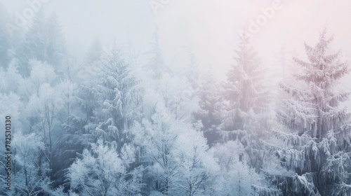 SNOW COVERED FOREST in winter