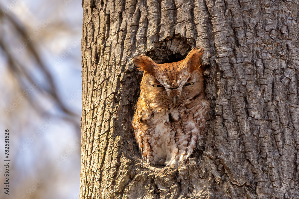 Obraz premium Eastern Screech Owl in a tree cavity