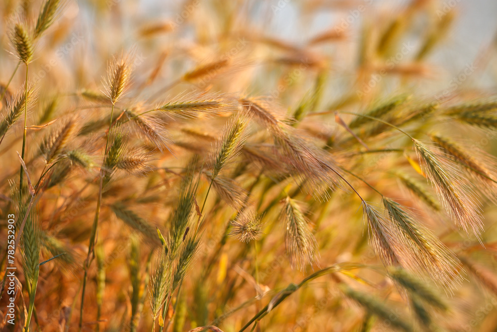 Fototapeta premium Amazing summer background golden wheat ears in sunlight.