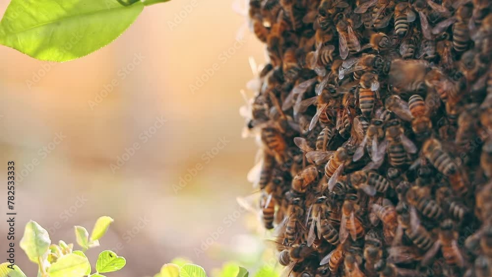 honey bee drone swarm flew out and stuck around tree branches. Wild swarm of bees in the garden on a tree honey bee drone swarm flew out and stuck around tree branches. Wild swarm of bees in the garden on a tree