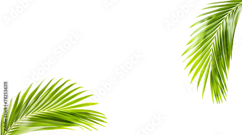 Green palm leaves over clear white background. Tropical freshness and summer travel concept