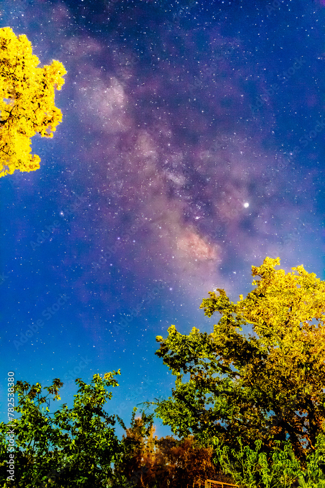 Milky Way, starry sky and trees in Monte Escobedo Zacatecas Milky Way, starry sky and trees in Monte Escobedo Zacatecas