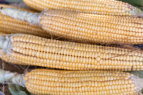 macro of sweetcorn cob peeled, grains food security worldwide