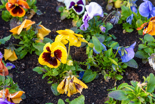 Colorful pansy flowers as natural background