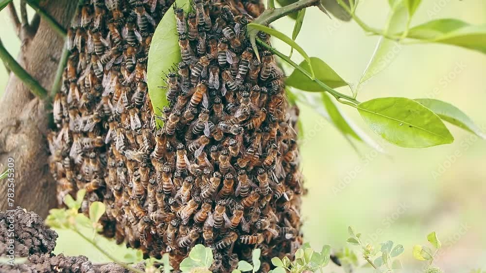 honey bee drone swarm flew out and stuck around tree branches. Wild swarm of bees in the garden on a tree honey bee drone swarm flew out and stuck around tree branches. Wild swarm of bees in the garden on a tree