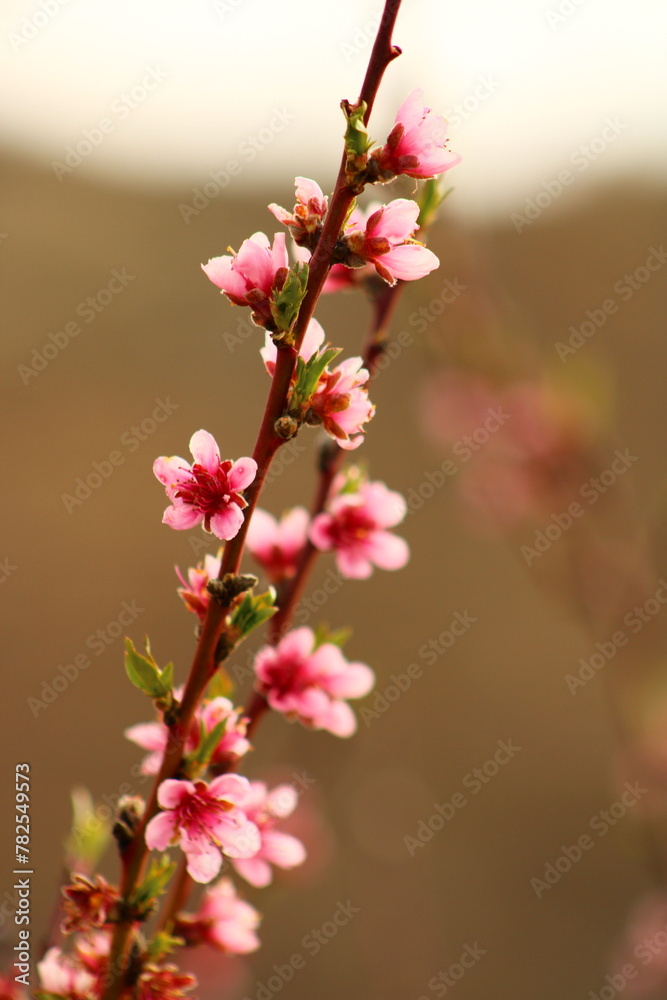 spring background. flower of peach fruit. a tree with pink flowers that are blooming spring background. flower of peach fruit. a tree with pink flowers that are blooming