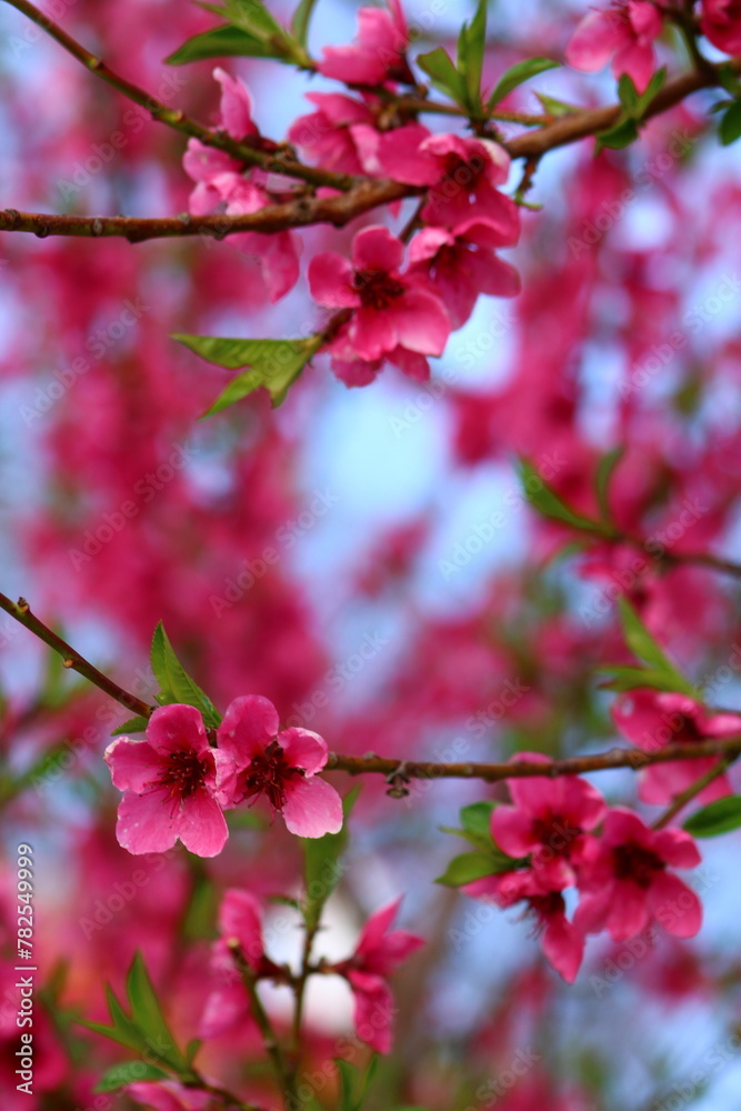 spring background. flower of peach fruit. a tree with pink flowers that are blooming spring background. flower of peach fruit. a tree with pink flowers that are blooming