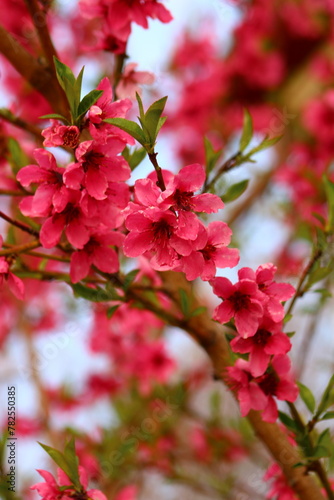spring background. flower of peach fruit. a tree with pink flowers that are blooming