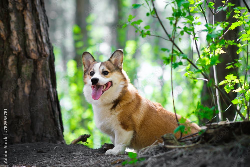 Pembroke Welsh Corgi puppy walks in the forest on a sunny day. He sits with his tongue hanging out. Happy little dog. Concept of care, animal life, health, show