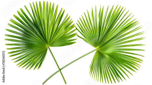Fan palm leaf hand. Vibrant green tropical leaves isolated on white background