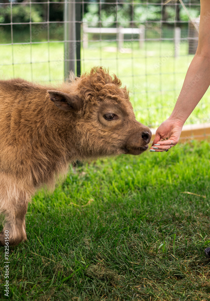 Fototapeta premium Miniture Highland Cow