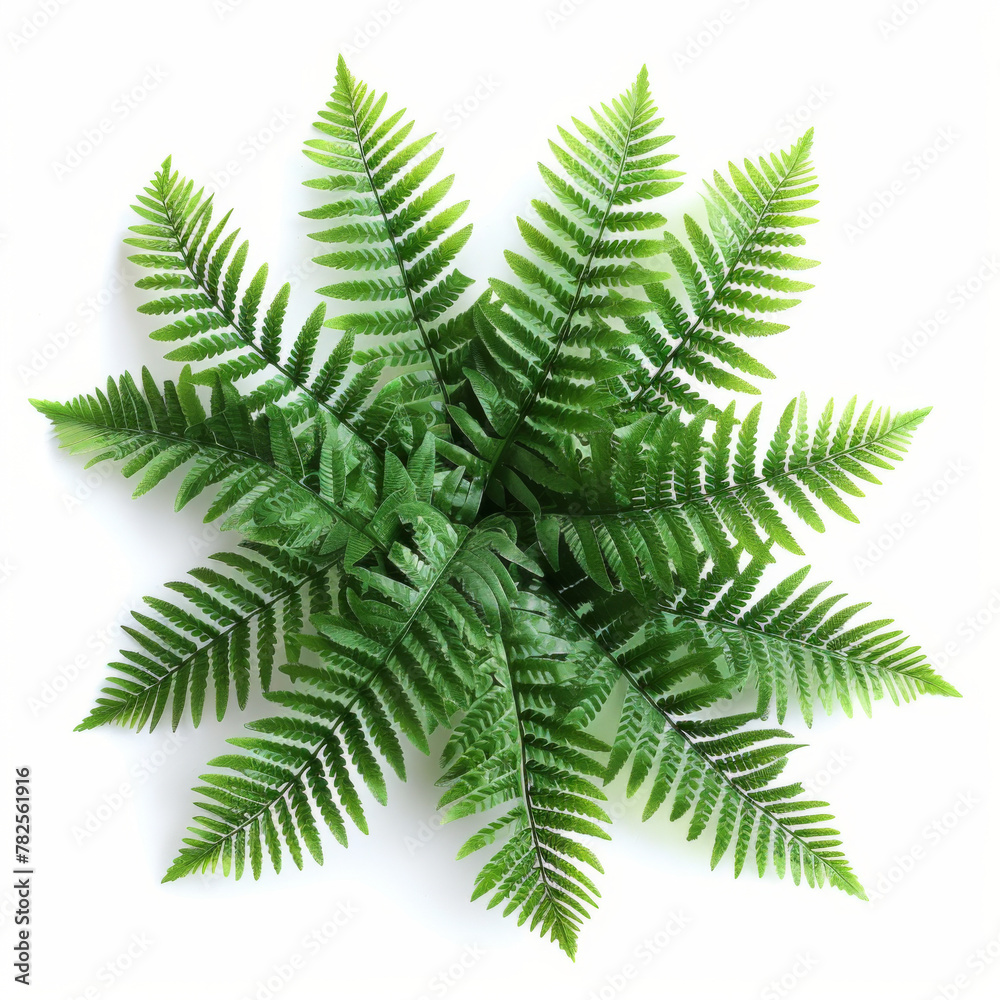 Vibrant green fern leaves arranged in a star shape, isolated on a white background.