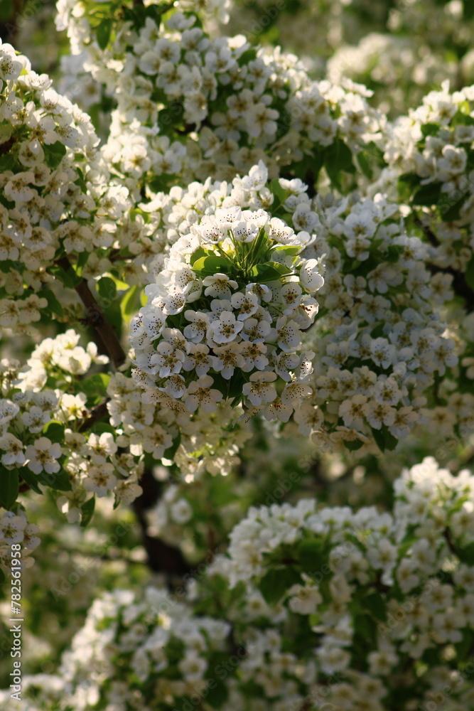 spring background. flower of pear fruit. a tree with white flowers that says spring on it.