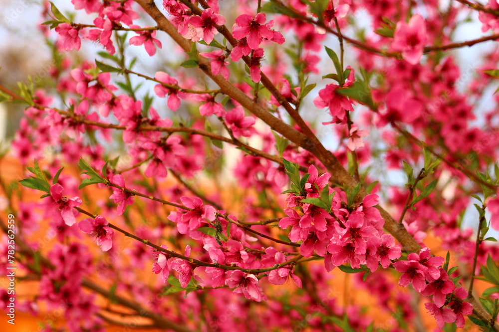 spring background. flower of peach fruit. a tree with pink flowers that are blooming spring background. flower of peach fruit. a tree with pink flowers that are blooming