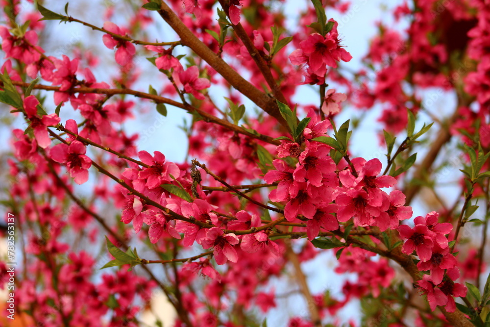 spring background. flower of peach fruit. a tree with pink flowers that are blooming spring background. flower of peach fruit. a tree with pink flowers that are blooming