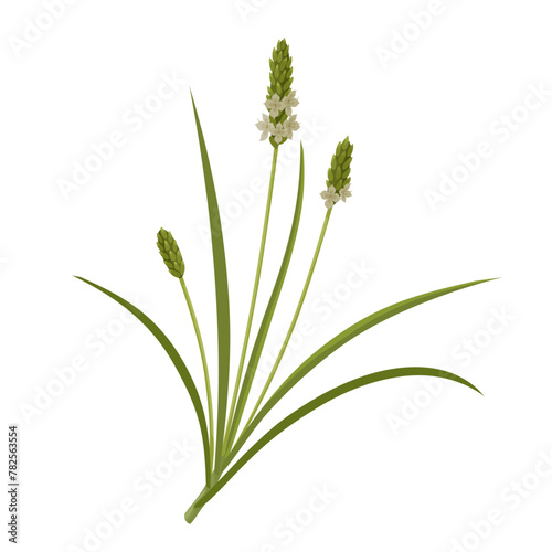 Vector illustration, Plantago ovata, also known as ispaghula dan psyllium, isolated on white background.