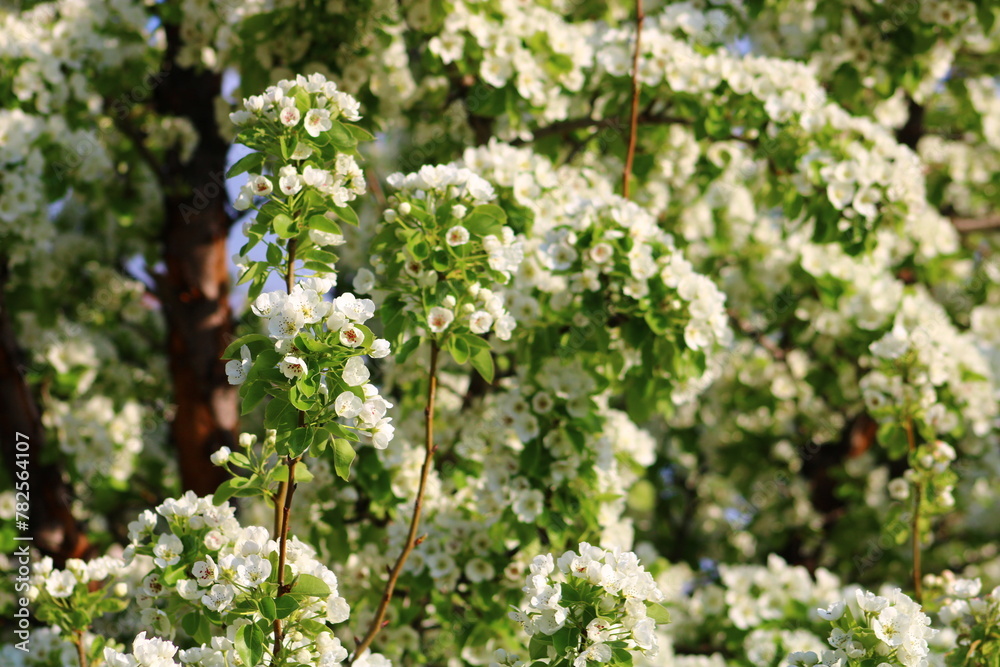 spring background. flower of pear fruit. a tree with white flowers that says spring on it. spring background. flower of pear fruit. a tree with white flowers that says spring on it.
