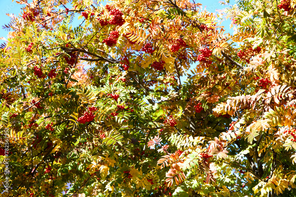fragment of red rowan, autumn time, background fragment of red rowan, autumn time, background