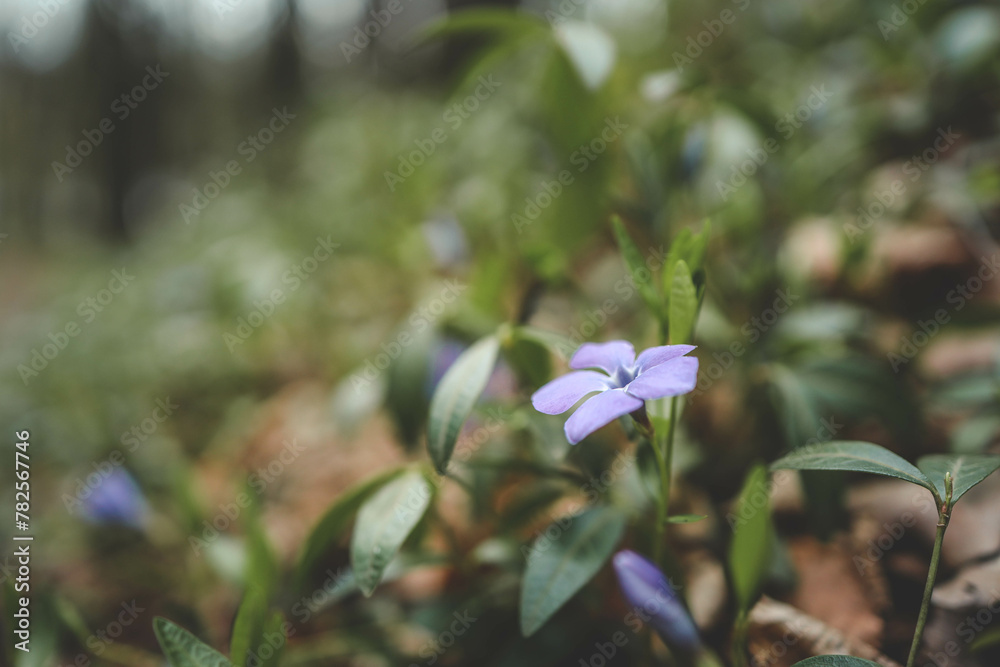 Spring forest flowers, landscape background Spring forest flowers, landscape background
