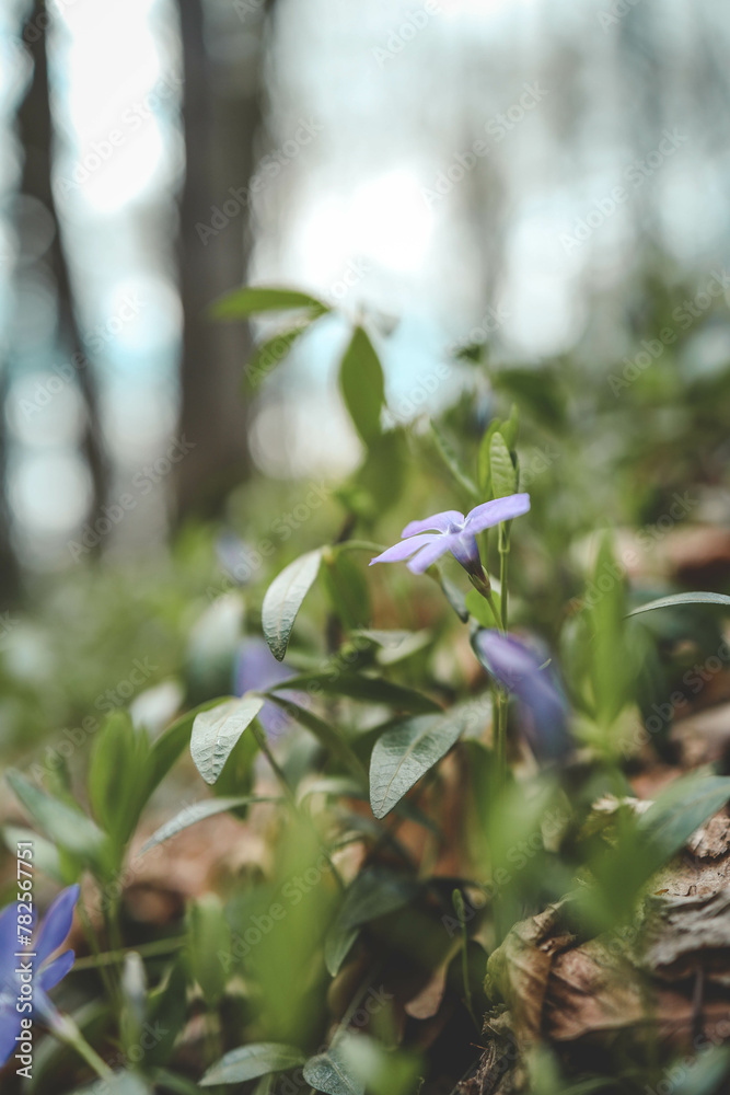 custom made wallpaper toronto digitalSpring forest flowers, landscape background