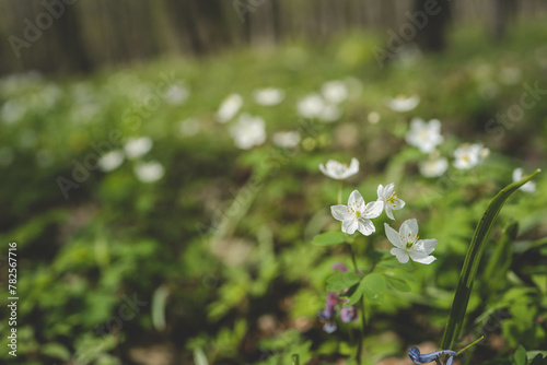 Spring forest flowers, landscape background