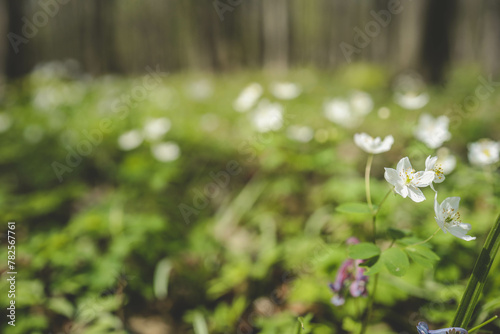 Spring forest flowers, landscape background © shine.graphics