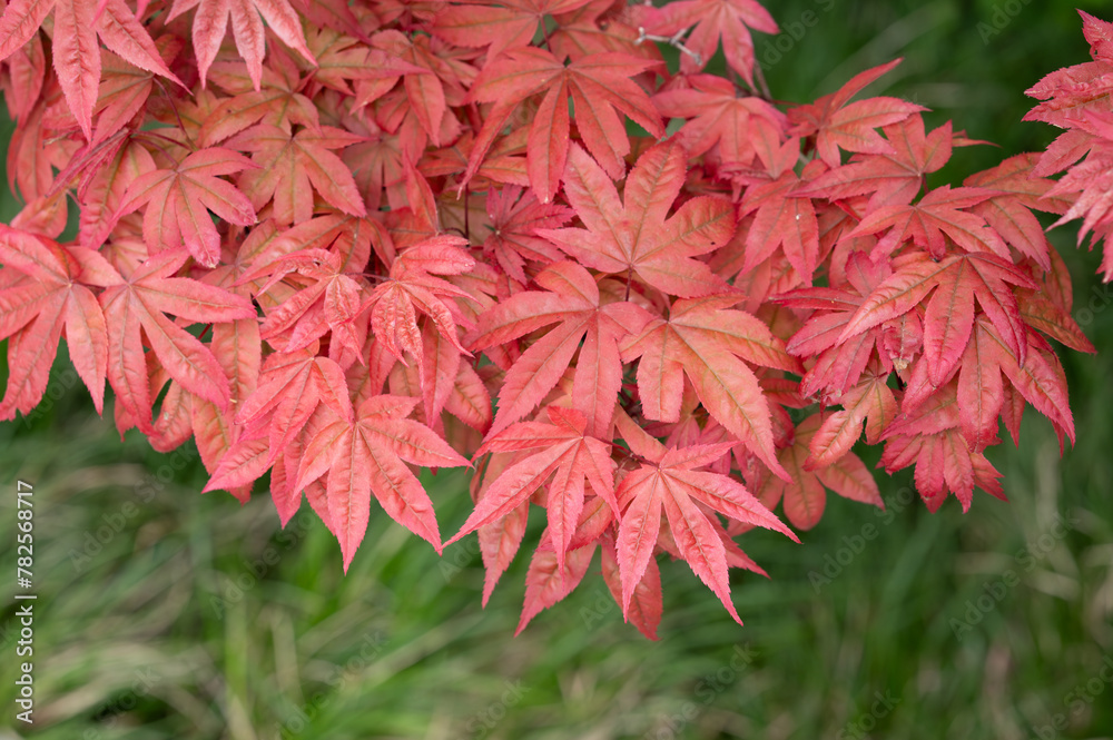 Red leaves on a tree contrasted with green background foliage. Red leaves on a tree contrasted with green background foliage.