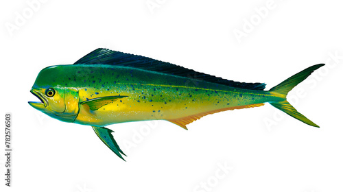 Mahi mahi Young or dolphin fish isolated on white. Realistic illustration of mahi mahi or dolphin fish isolated on white background. Side view Png.
