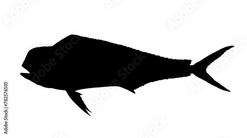 Young Mahi mahi or dolphin fish isolated on white. Realistic illustration of mahi mahi or dolphin fish isolated on white background. Side view Flat silhouette.