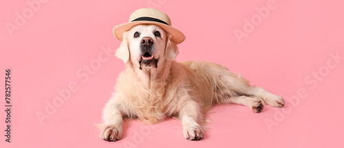Adorable golden retriever in hat on pink background