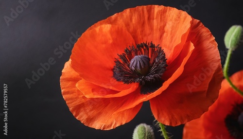 Red poppy flower on black background. Remembrance Day  Armistice Day  Anzac day symbol