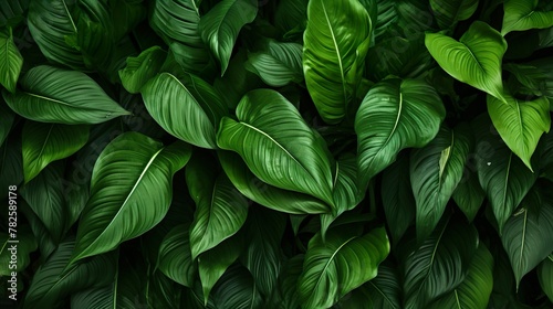An overhead shot displaying densely layered hosta leaves, creating a full, rich tapestry of natural green tones photo