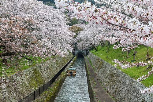 琵琶湖疏水取水口の桜