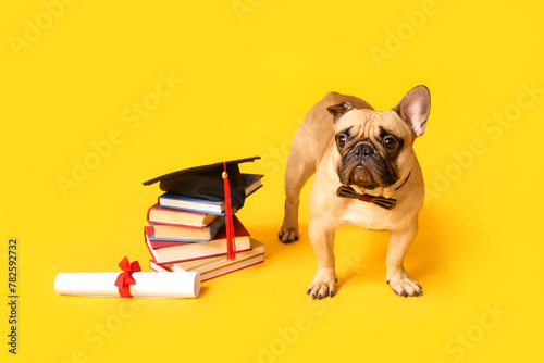 Cute French Bulldog in bow tie with mortar board, books and diploma on yellow background