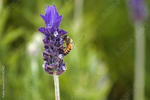 Honey bee harvesting pollen from a lavender plant.