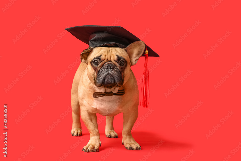 Cute French Bulldog in mortar board and bow tie on red background