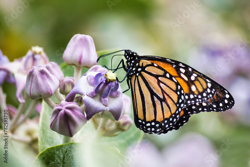 Macro view of a colorful monarch feeding on a crown flower tree.