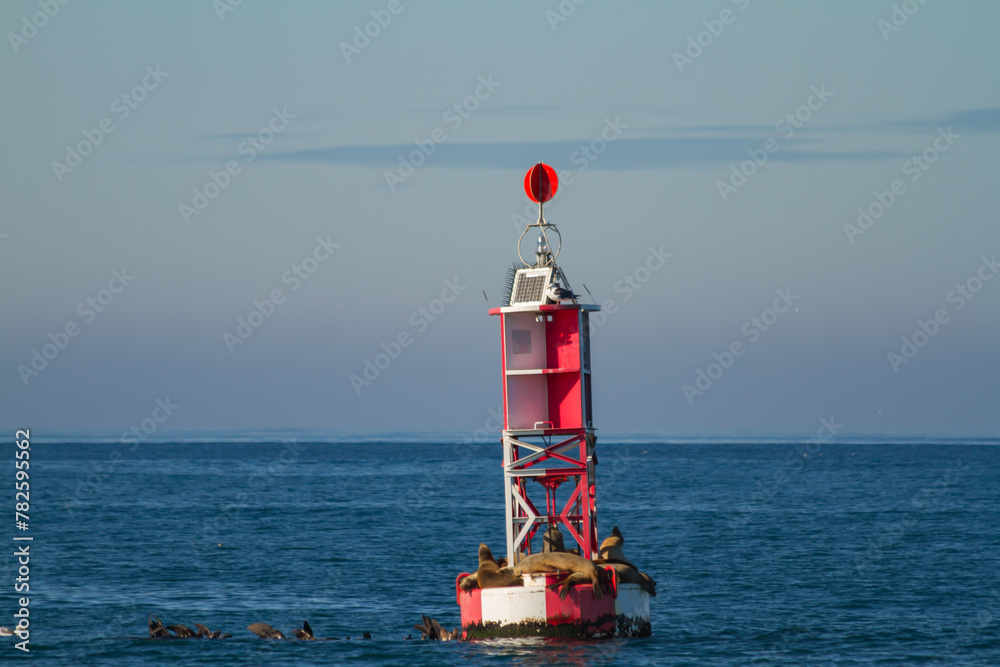 Sea Lions Resting and Sunbathing on a Red Buoy near Moss Beach Landing, Monterey Bay, California, USA