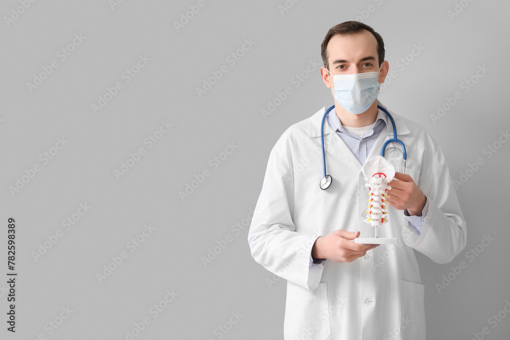 Male doctor with spine model on grey background Male doctor with spine model on grey background