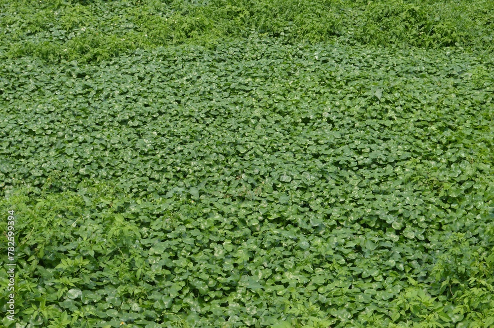 green grass background green grass background