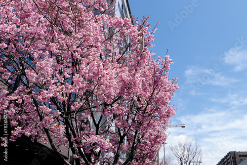 京都　御池通　街路樹の満開の陽光桜