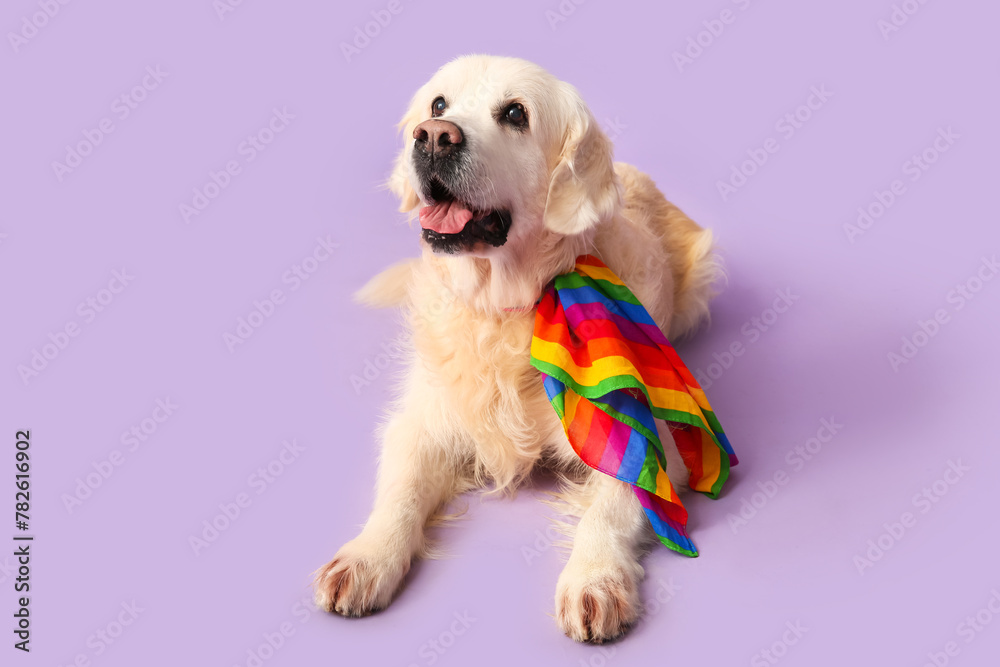 Cute labrador dog with LGBT flag lying on purple background Cute labrador dog with LGBT flag lying on purple background