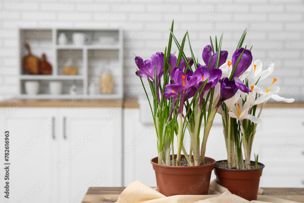 Pots with beautiful crocus flowers on table in kitchen