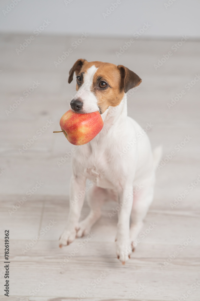 Portrait of a Jack Russell Terrier dog holding an apple. Vertical photo. 